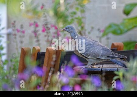 Holztaube (Columba palumbus) auf einem Gartentisch zwischen einem Blumenbeet und einem Vorstadthaus, Bradford-on-Avon, Wiltshire, Großbritannien, Juni. Stockfoto