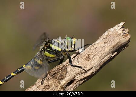 Eine Kopfaufnahme einer goldberingten Libelle, Cordulegaster boltonii, die auf einem Zweig steht. Stockfoto