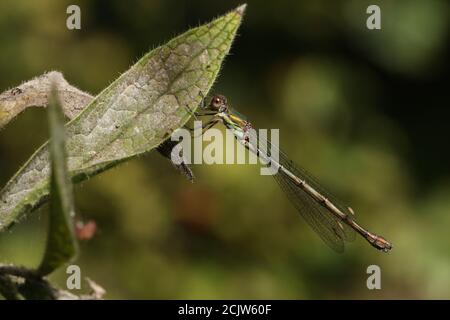 Eine weibliche Weide Smaragd-Damselfliege, Chalcolestes viridis, die auf einem Comfrey-Blatt steht. Stockfoto