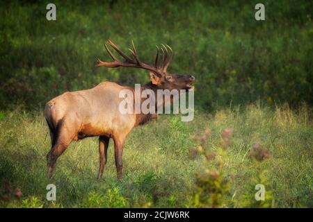 Bulle Elche in voller Bugle Stockfoto