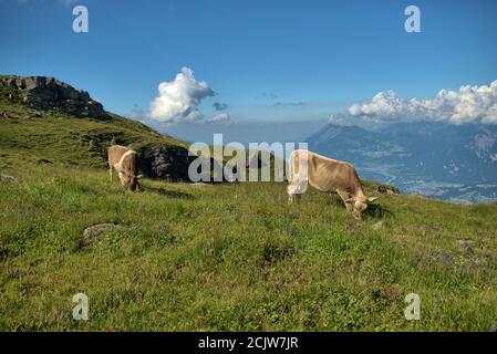 Kuh auf dem Pizol in der Schweiz Stockfoto