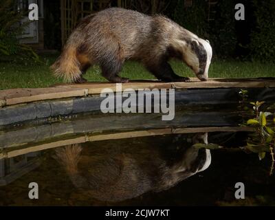 Europäischer Dachs (Meles meles) spiegelt sich in einem Garten Wildtierteich wider, den er besucht, um bei Nacht zu trinken, Wiltshire, Großbritannien, Juni 2020 Stockfoto