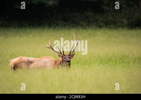 Bullenelch im hohen Gras Stockfoto