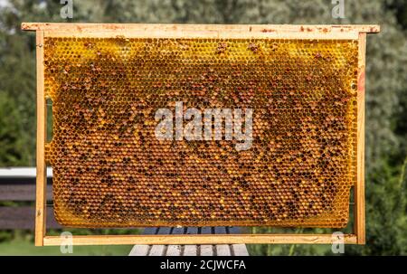 Alternative Medizin, Bienenbrot (fermentierte Blume und Pflanzenpollen) Granulat im Rahmen. Stockfoto