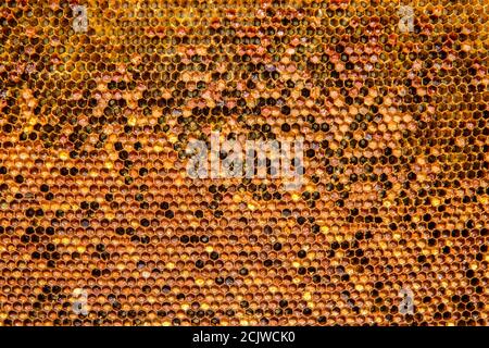 Alternative Medizin, Bienenbrot (fermentierte Blume und Pflanzenpollen) Granulat im Rahmen. Stockfoto