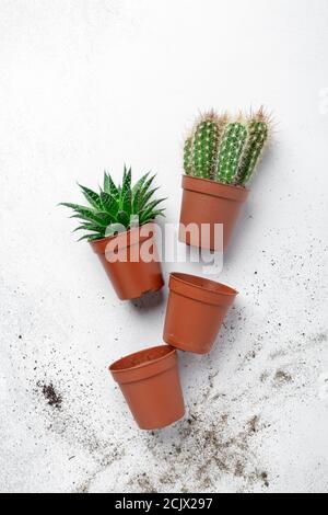 Verschiedene Sukkulenten in Töpfen auf Stein-Backround. Konzept der Indoor-Garten-Haus, Pflanzung von Pflanzen - Bild Stockfoto