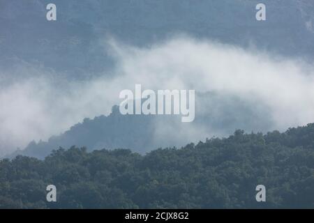 Nebel im kantabrischen Steineichenhain von Monte Candina, im Liendo-Tal in der autonomen Gemeinschaft Kantabrien, Spanien, Europa Stockfoto