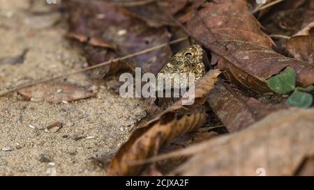 Schmetterling. Wandbraun (Lasiommata megera). Italien. Stockfoto