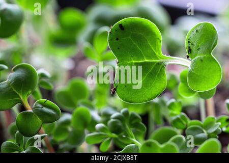 Eine Makroaufnahme der Sämlinge von Microgreens fängt ein Miniaturwald Stockfoto