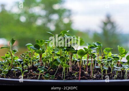 Eine Makroaufnahme der Sämlinge von Mikrogrüns fängt einen Miniaturwald ein, mit Bäumen aus dem Fenster, das vom Hintergrund aus sichtbar ist Stockfoto