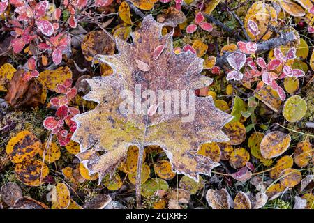 Raureif am Pfeilblatt-Säulenguss und andere Tundra-Flora im Matanuska-Tal von Südzentralalaska. Stockfoto