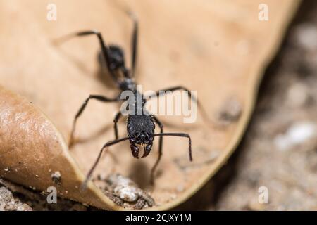 Makro-selektive Fokusaufnahme der schwarzen Ameise Stockfoto