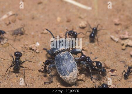 Makroaufnahme von schwarzen Ameisen Stockfoto