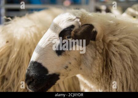 Selektive Fokusaufnahme eines Schafes Stockfoto