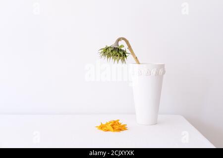 Sonnenblume in einer Vase mit heruntergefallenen Blütenblättern darunter Ein weißer Hintergrund Stockfoto