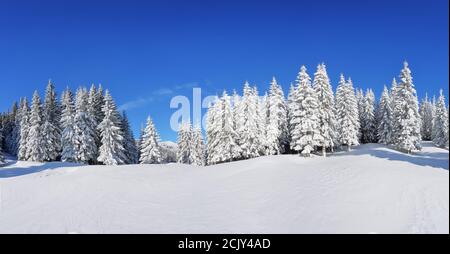 Ein Panoramablick auf die mit Frostbäumen bedeckten Schneeverwehungen. Zauberhafter Winterwald. Natürliche Landschaft mit schönen Himmel. Die Wiederbelebung der pl Stockfoto
