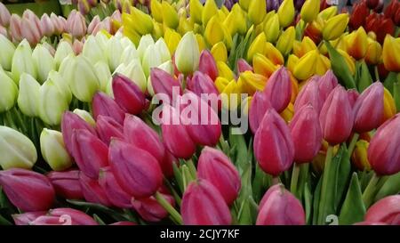 Im Vordergrund viele farbenfrohe Tulpen aus Holland. Rosafarbene amsterdamer Blüten, weiß und gelb. Bukolisches Symbol Hollands Stockfoto