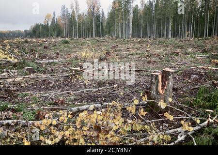 Holzfäller im Herbst, wenn die Bäume gelb sind. Über Land schneiden. Nördliche Mischwälder als barbarische Art der Ausbeutung natürlicher Ressourcen. Ökologisches Problem Stockfoto