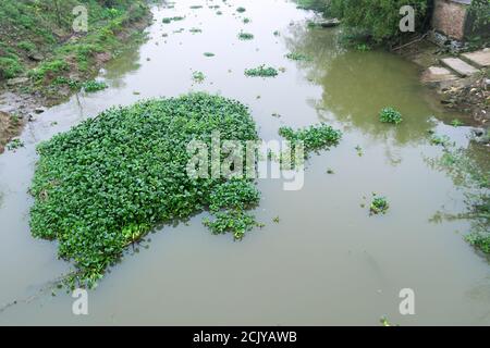 Wasserhyazinthe (Eichhornia) wächst auf dem Fluss. Es ist invasive Pflanzenarten aus Amerika. Pflanze reinigt Reservoir von Phosphaten, aber verhindert die Navigation. Stockfoto