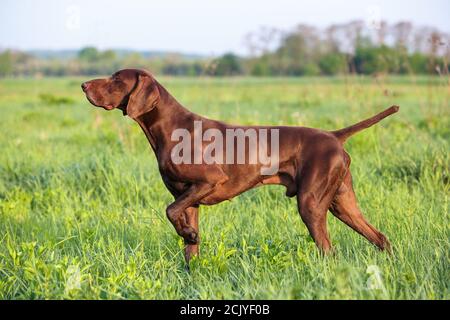 Brauner Deutscher Kurzhaarzeiger. Ein muskulöser Jagdhund steht in einem Punkt auf dem Feld zwischen dem grünen Gras. Ein sonniger Frühlingstag. Stockfoto