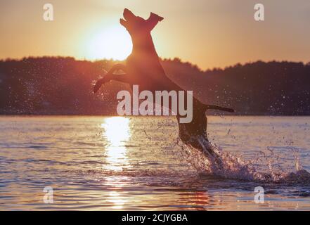 Vollblut deutscher Kurzhaarzeiger. Toller Sonnenuntergang im Sommer. Spielerisch lustig Muskel braun Hund läuft auf dem Wasser spritzt es herum. Wunderschön Stockfoto