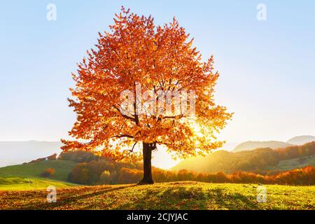 Auf dem mit Blättern bedeckten Rasen an den hohen Bergen Es gibt einen einsamen schönen üppigen starken Baum und die Sonnenstrahlen leuchten durch die Äste mit der BA Stockfoto