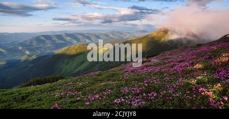 Frühlingslandschaft. Panoramablick im Rasen sind von rosa Rhododendronblüten bedeckt. Schönes Foto der Berglandschaft. Konzept der Wiedergeburt der Natur. Blu Stockfoto