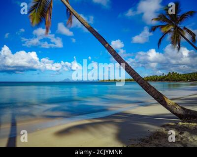 Der Plage des Salines, an der Grande Anse des Salines gelegen, ist ein Strand in der Stadt Sainte-Anne, in Martinique. Der Strand von Salines ist sehr beliebt. Stockfoto