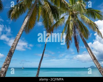 Der Plage des Salines, an der Grande Anse des Salines gelegen, ist ein Strand in der Stadt Sainte-Anne, in Martinique. Der Strand von Salines ist sehr beliebt. Stockfoto