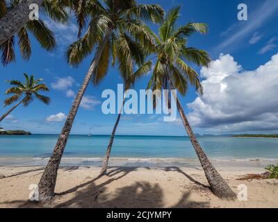 Der Plage des Salines, an der Grande Anse des Salines gelegen, ist ein Strand in der Stadt Sainte-Anne, in Martinique. Der Strand von Salines ist sehr beliebt. Stockfoto