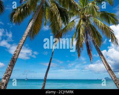 Der Plage des Salines, an der Grande Anse des Salines gelegen, ist ein Strand in der Stadt Sainte-Anne, in Martinique. Der Strand von Salines ist sehr beliebt. Stockfoto