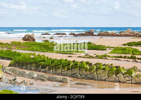 Flysch-Felsformation mit grünen Algen am Strand von Barrika in Biskaya, Spanien Stockfoto