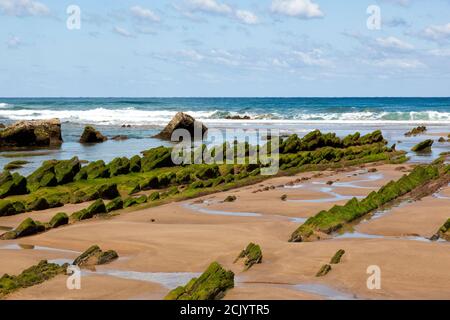 Flysch-Felsformation mit grünen Algen am Strand von Barrika in Biskaya, Spanien Stockfoto