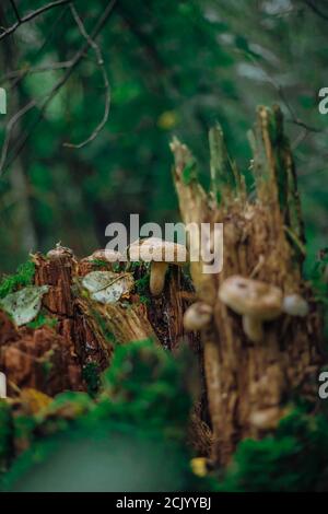 Psathyrella candolleana, eine Gruppe von Pilzen, die auf dem Baum wachsen. Stockfoto