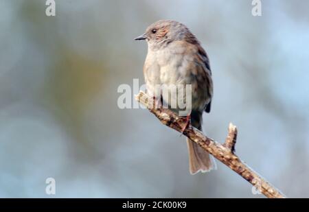 HEDGE SPARROW Stockfoto