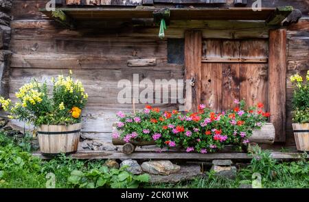 Alte Schweizer Holzhütte mit Pelargonium Blumen geschmückt Stockfoto