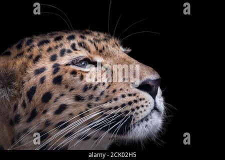 Amur-Leopard-Weibchen, die nach oben schauen (Profil) Stockfoto