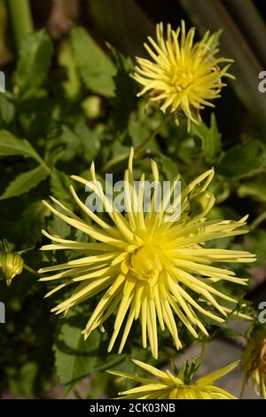 Dahlia - Grayson's Yellow Spider Stockfoto