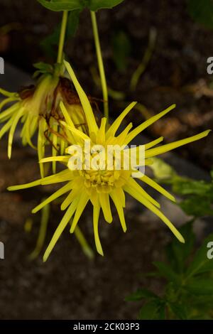 Dahlia - Grayson's Yellow Spider Stockfoto