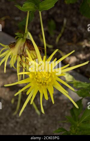 Dahlia - Grayson's Yellow Spider Stockfoto