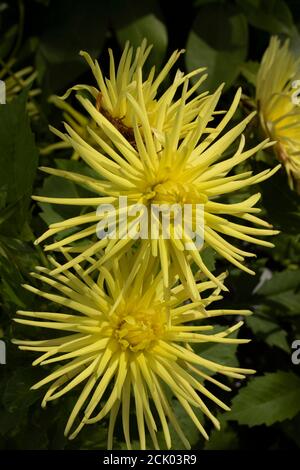 Dahlia - Grayson's Yellow Spider Stockfoto