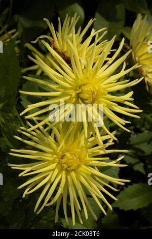 Dahlia - Grayson's Yellow Spider Stockfoto