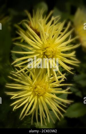 Dahlia - Grayson's Yellow Spider Stockfoto