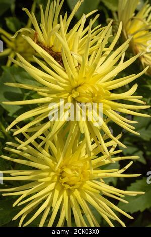 Dahlia - Grayson's Yellow Spider Stockfoto