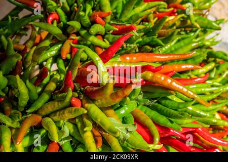 Viele frisch geerntete grüne und rote Chilischoten. Bunte natürliche Lebensmittel Hintergrund Stockfoto