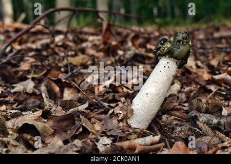 Pilz-Phallus Impudicus wächst im Wald Stockfoto