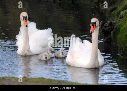 HÖCKERSCHWÄNE MIT CYGNETS Stockfoto