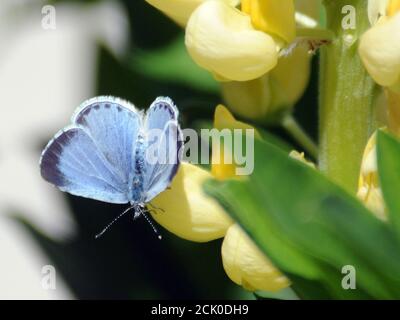 BLAUER SCHMETTERLING Stockfoto