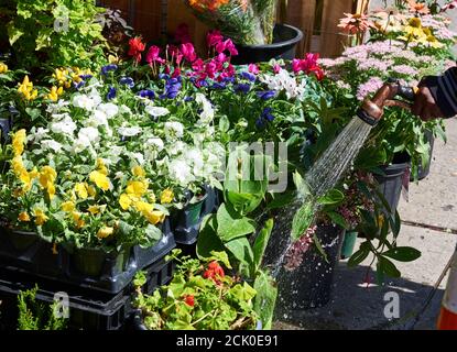 Straßenverkäufer wässern Blumen mit einem Schlauch und Sprüher am Stand auf der Upper East Side von Manhattan, NYC Stockfoto