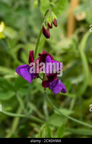 Süße Erbse 'Matucana' Blumen und Reben Stockfoto